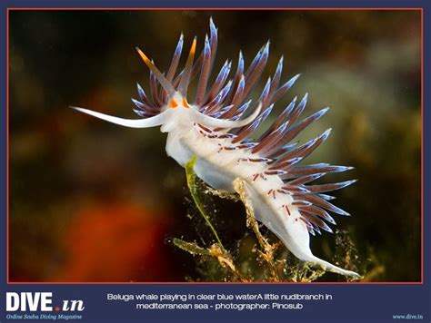 A little nudibranch in mediterranean sea Sea Slug, Sea Snail, Aquatic Animals, Oceans Of The ...