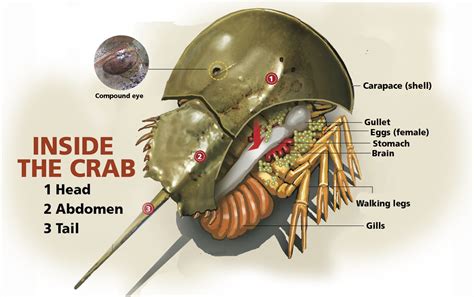 Horseshoe Crab