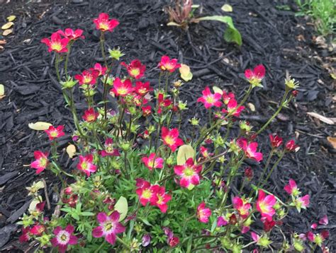 Saxifrage | Plants, Beautiful gardens, Garden