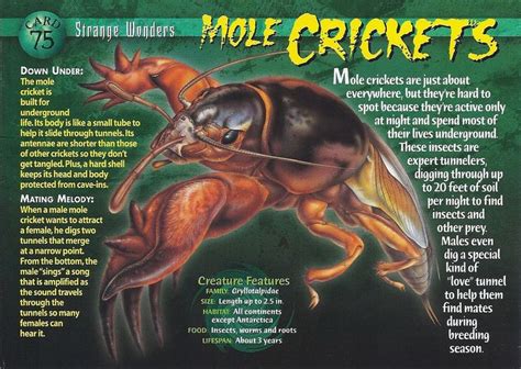 Mole Crickets | Wierd N'wild Creatures Wiki | Fandom powered by Wikia ...