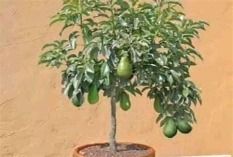 Bonsai Avocado Trees: A Unique and Rewarding Hobby