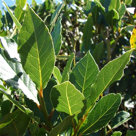 Bay Leaf Ground - Bulk Herbs and Spice