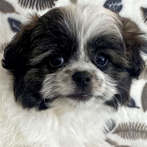 Pom-Shi Puppy for Sale - Heavenly Puppies