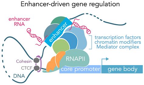 Genes | Free Full-Text | Genomic Enhancers in Brain Health and Disease