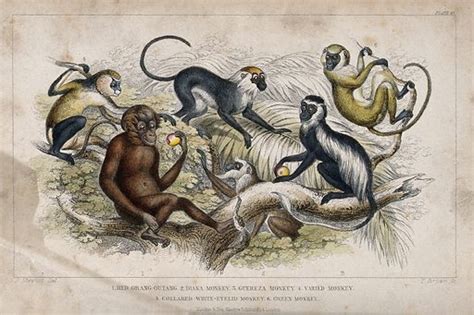 Six different specimen of monkeys and apes shown in their … free public domain image | Look and ...