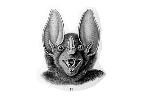 Pin by Swivelchair on Animals | Bat illustration vintage, Bat face drawing, Bats illustration