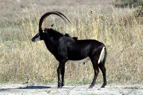 Giant sable antelope - Alchetron, The Free Social Encyclopedia