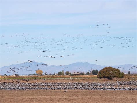 Sandhill Cranes at Whitewater Draw, Cochise Count Arizona | Flickr