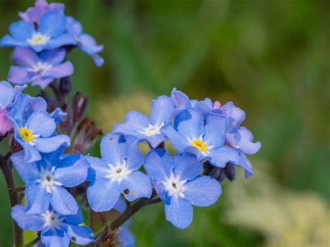 How To Plant Forget-Me-Not Seeds? Find Out Here!