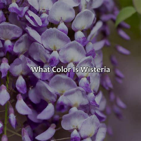 What Color Is Wisteria - colorscombo.com