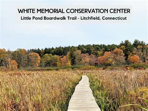 Katie Wanders : White Memorial Conservation Center - Litchfield ...