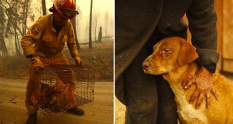 Haunting Pictures Show Animals Fleeing The California Wildfires - Goodfullness