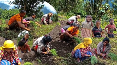 Millet Planting || Millet Farming in Village Nepal || Kodo Ropai || @villagelifenepal2057 - YouTube