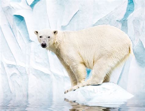 21 Fascinating Facts About Polar Bears - Life in Norway