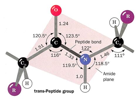 5. Peptidebond