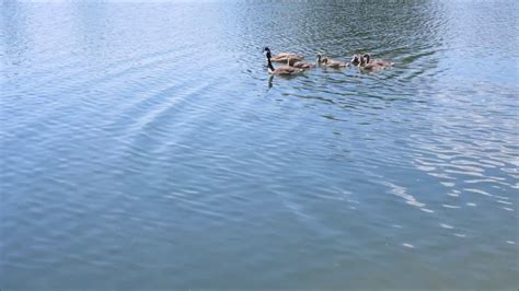 geese swimming in lake 12864857 Stock Video at Vecteezy