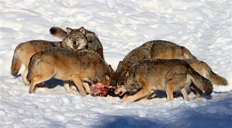 Wolf pack eating stock image. Image of kristiansand, mammals - 29421441