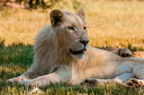 Female white lion, Lion Park, Johannesburg, South Africa. The white ...