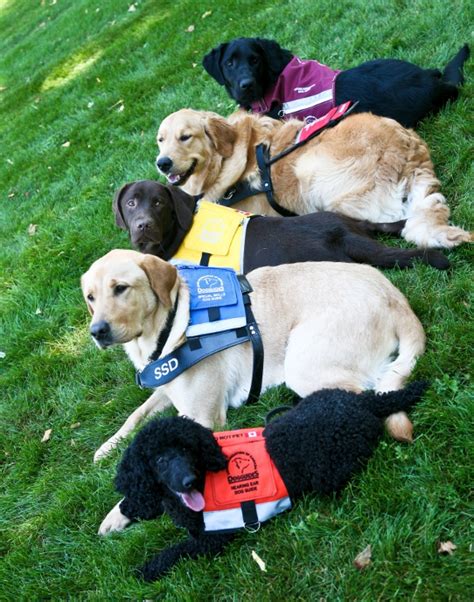 GUIDE DOG TRAINING: HOW THEY LEARN THEIR AMAZING SKILLS - PAWSH MAGAZINE | A New Breed of Dog ...