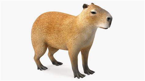 Capybara 3D Model $99 - .3ds .blend .c4d .fbx .max .ma .lxo .obj - Free3D