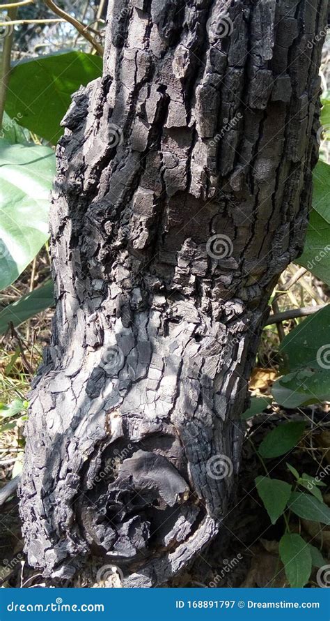 Dalbergia Sissoo or Indian Rosewood Tree,bark Texture. Stock Image - Image of indian, tree ...