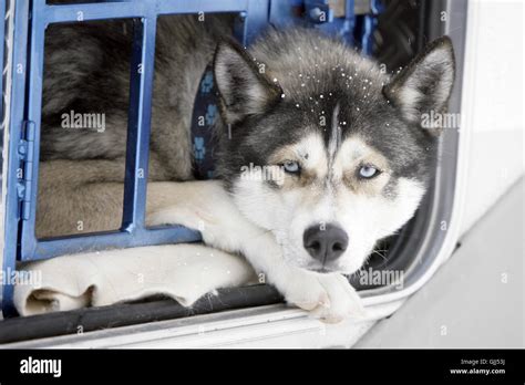 dog dogs sledge Stock Photo - Alamy