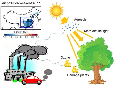 Ozone and haze pollution weakens land carbon uptake in China