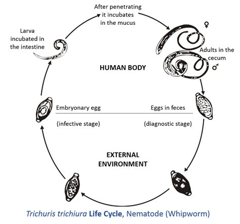 Trichuris trichiura - wikidoc