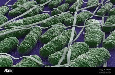 under the microscope, salmonella bacteria Stock Photo - Alamy