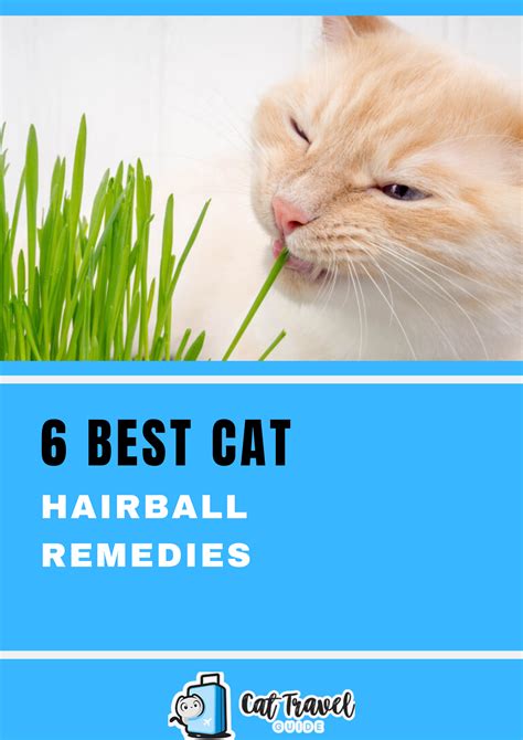 6 Best Cat Hairball Remedies | Hairball, Cat remedies, Cats