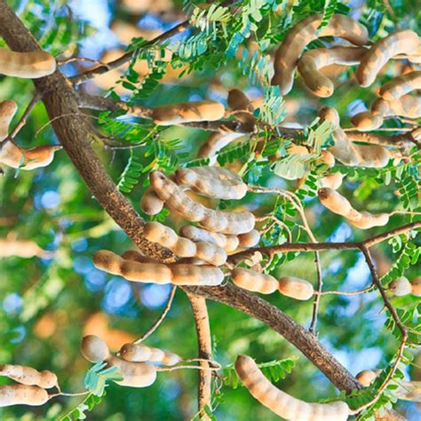 Sweet Tamarind Plant – M M Nurseries