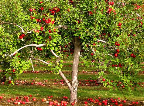 apple tree | This is what some apple trees in Massachusetts … | Flickr