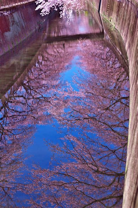 Sakura under the water | Japanese garden plants, Japanese garden, Beautiful tree