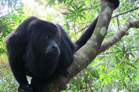 The endangered black howler monkey is one of six species of howler ...