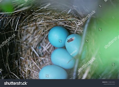 315 Bluebird Egg Images, Stock Photos & Vectors | Shutterstock