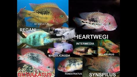 Types of Vieja CICHLIDS Species - Vieja Cichlid Fish - YouTube