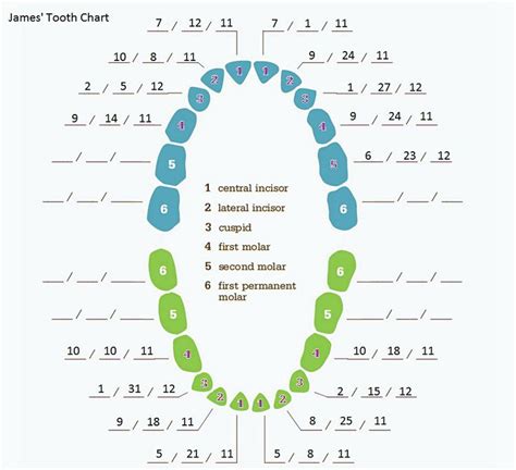 12+ Free Download Best Printable Teeth Chart for Your Baby | Tooth chart, Kids teeth chart, Baby ...