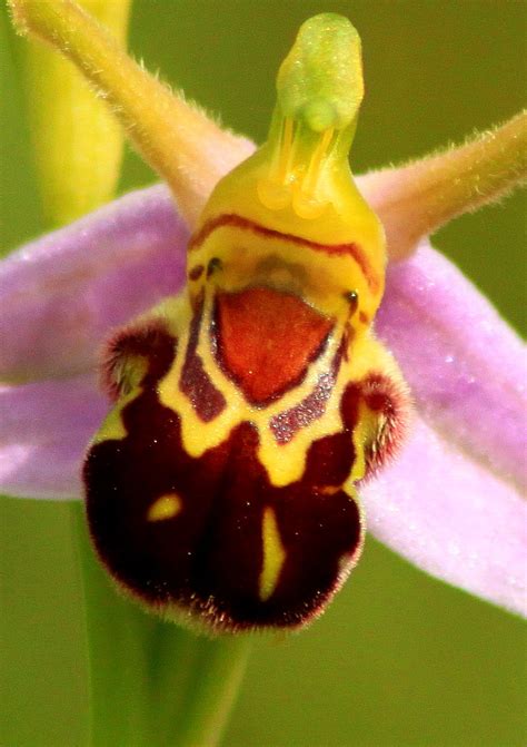 Around the place: Bee orchid