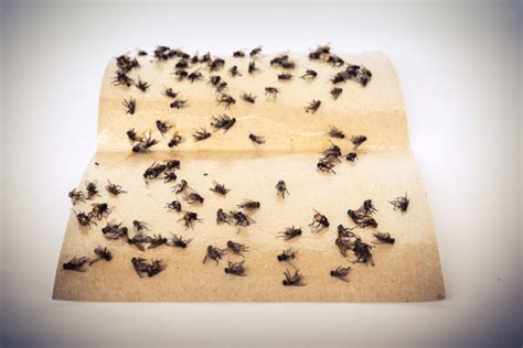 Fly Paper – A Guide on How to Make Your Own for Indoor Pests - Wrapped in Rust