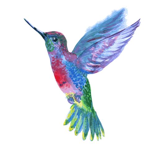 Colibrí PNG