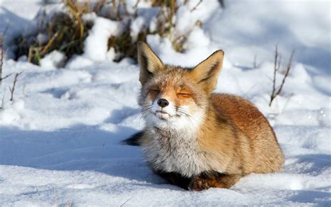 Snow Fox Wallpapers - Wallpaper Cave