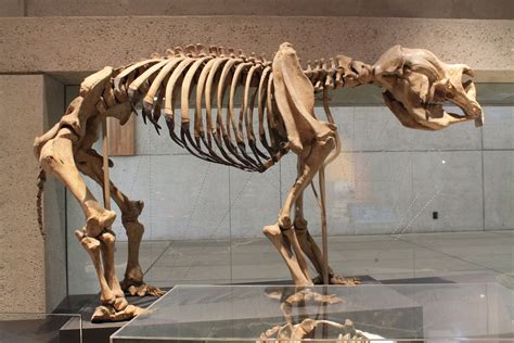 skeleton of Diprotodon optatum - ZooChat