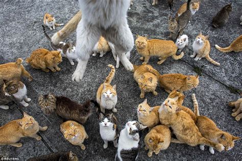 Japan's Aoshima Island cats outnumber humans six-to-one | Daily Mail Online