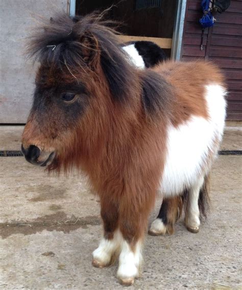 Pin by Susanne Max on Animals | Miniature shetland pony, Shetland pony, Ponies for sale