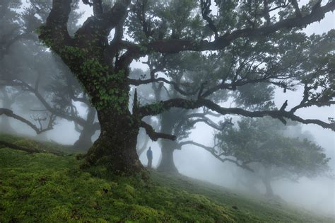 Fanal Forest Madeira Photography Guide