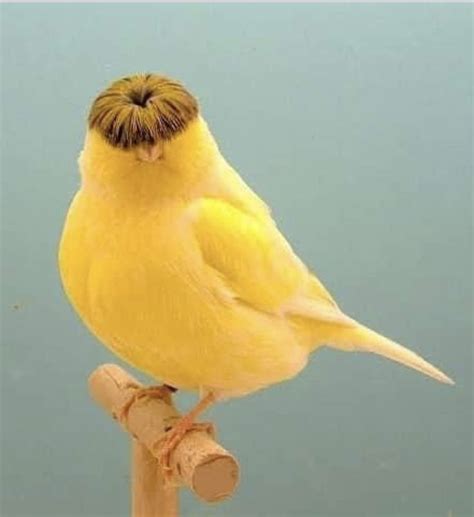 Gloster Canary - Exotic Bird Photography