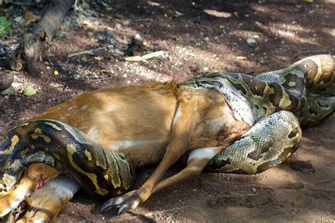 How do snakes like boa constrictors breathe with a mouthful of food? | Aussie Pythons & Snakes Forum