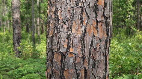 Longleaf Pine - Big Thicket National Preserve (U.S. National Park Service)