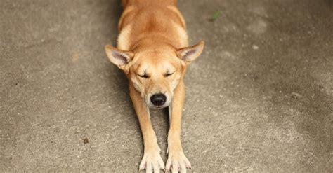 Morning stretch „a lá” dog – why do they do it? - Useful