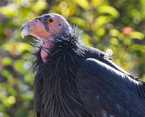 California Condor | San Diego Zoo Safari Park